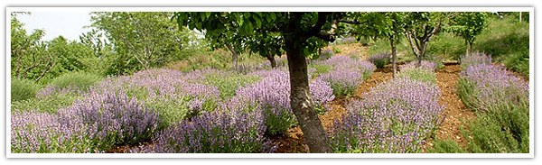 Erbe Aromatiche