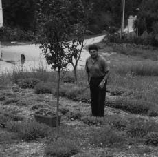Raccolta delle Erbe Aromatiche